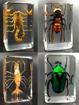 Истински образец на насекомо, прозрачна смола, творчески малки декорации, образователна играчка за наблюдение в детската градина, скорпион, бръмбар-паяк